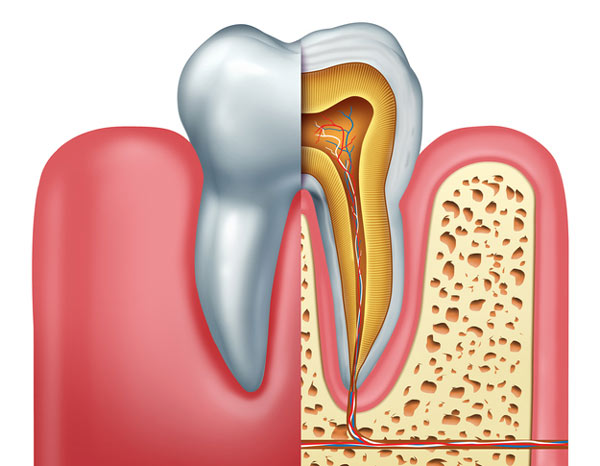 Diagram of tooth showing tooth root.